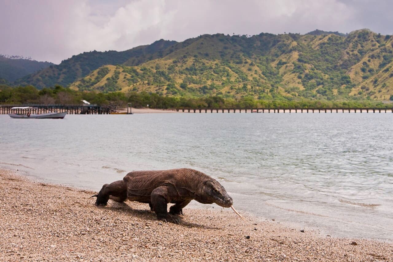 Komodo dragon in Komodo National Park