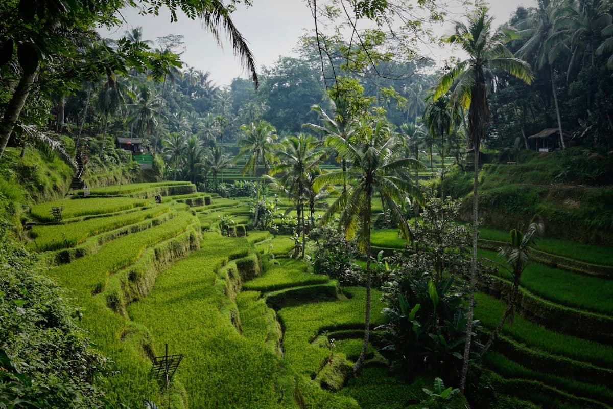 Tegalalang rice terraces near Ubud, Bali